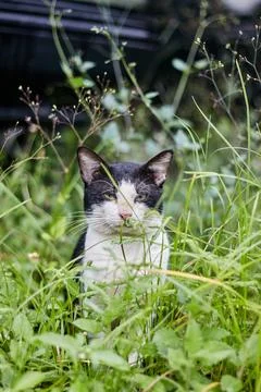 Cat in Black Stock Photos