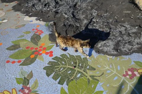 Cat in black Vulcano ashes Stock Photos