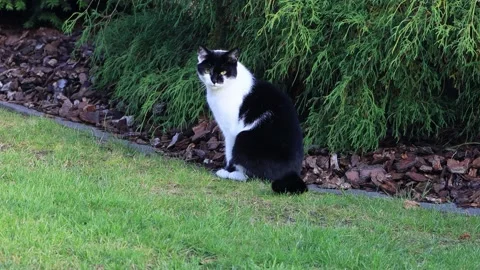 Cat black white in the garden  Stock Footage 188625780