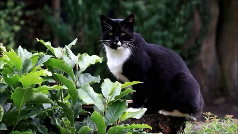 Cat black white in the garden  Stock Footage 226934143