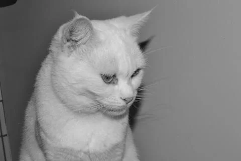 Cat in black &amp; white 스톡 사진