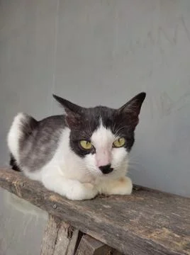 Cat black white Stock-Fotos