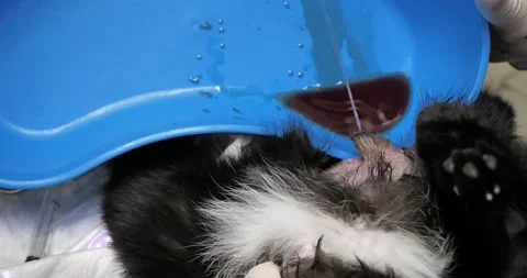 For a cat with bladder inflammation, urine and blood are drained through a Stock Footage 257074957