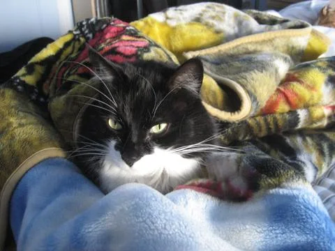 Cat in blanket 1 Stock Photos