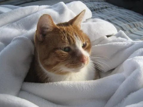 Cat in blanket 2 Stock Photos
