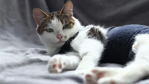 Cat in a blanket after sterilization Stock Footage 277102486
