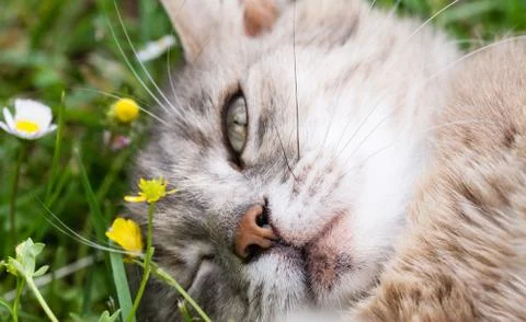 A cat blink an eye Stock Photos