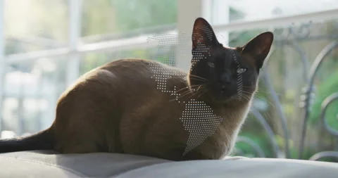 Cat blinking causing map overlay fading for showing its natural fur pattern Video stock 314099600