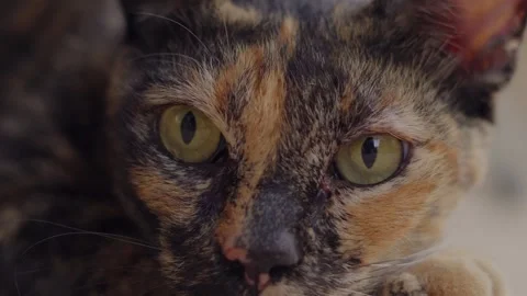 Cat blinking Stock Footage 253346924