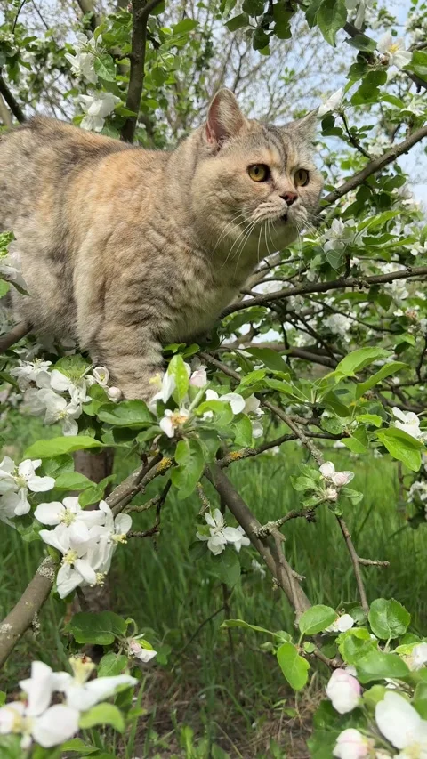 Cat on blossoming apple tree in spring orchard Stock Footage 345543935