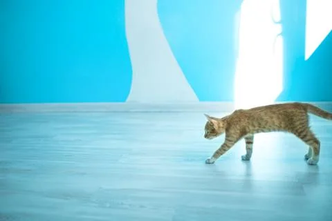 Cat blue background Stock Photos