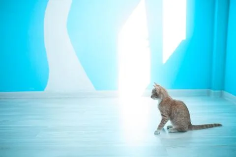 Cat blue background Stock Photos