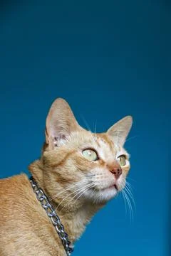 Cat with blue background Stock Photos