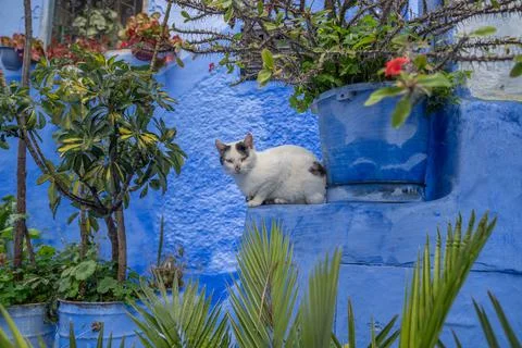 A Cat in Blue Chefchaouen City, Morocco Stock Photos