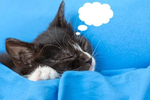 Cat on the blue cloth cloud Stock Photos