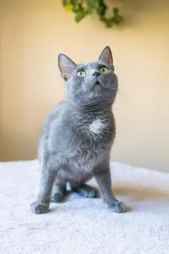 Cat blue coloring. sitting on the table. looking up Fotos Stock