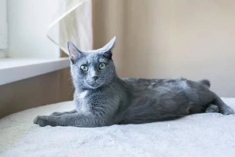 Cat blue coloring. is on the table Stock Photos