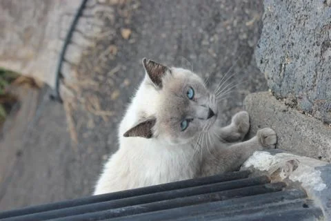 Cat with blue eyes Foto stock