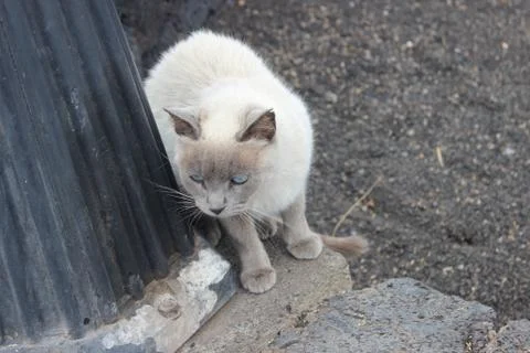 Cat with blue eyes Foto stock
