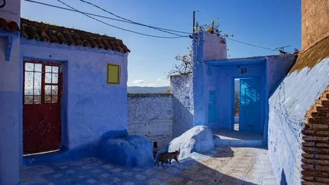 A cat in a blue surrounding Stock Photos