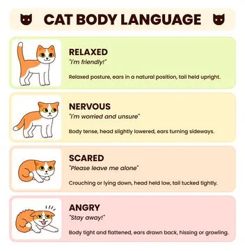 Cat body language infographic Stock Illustration