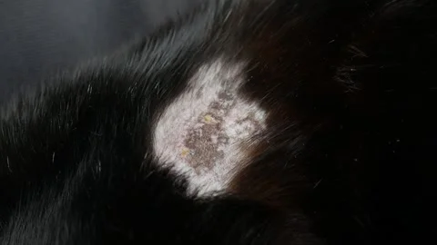 Cat body showing a severe patch of hair loss, inflammation, and skin disease Stock Footage 324114694