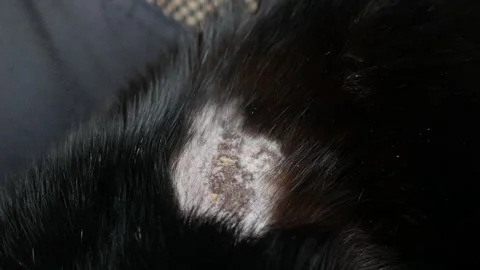 Cat body showing a severe patch of hair loss, inflammation, and skin disease Stock Footage 324114951