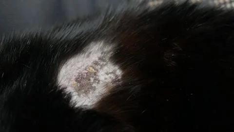 Cat body showing a severe patch of hair loss, inflammation, and skin disease Stock Footage 328902253
