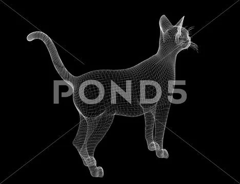 Cat, body structure , wire model, on background Illustration #45245232