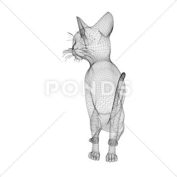 Cat, body structure , wire model, on background Illustration #46584328