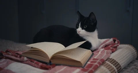 Cat with a book. Stock Footage 100325706