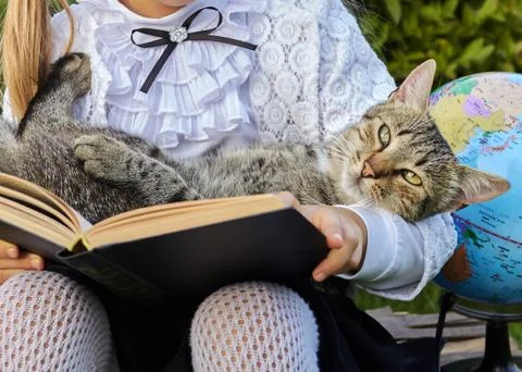 Cat in the book Stock Photos