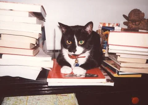 Cat on Books Foto stock
