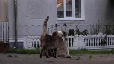 The cat is bored with the dog Stock Footage 111748799