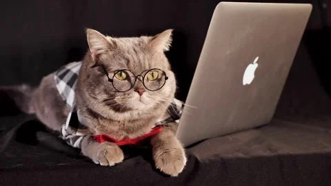 Cat boss with laptop MacBook Stock Footage 240875548