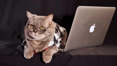 Cat boss with laptop MacBook Stock Footage 241531957