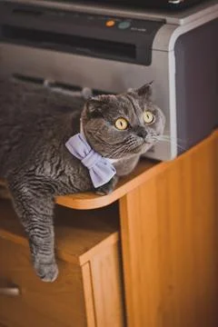 Cat with a bow about printer 2193. Stock Photos