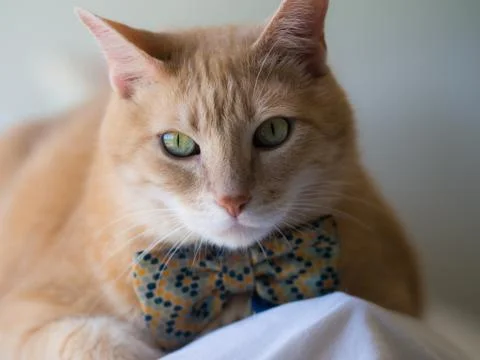 Cat with bow tie Stock Photos