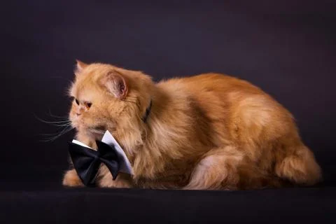 Cat with bow tie Stock Photos