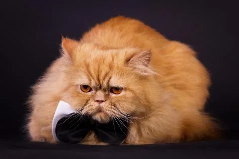 Cat with bow tie Stock Photos