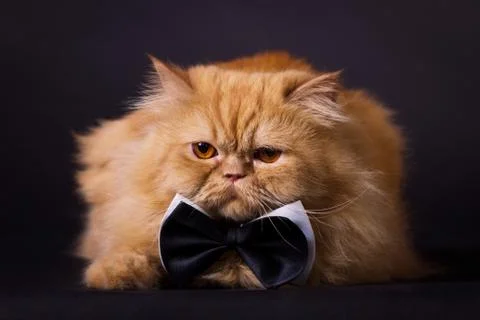 Cat with bow tie Stock Photos