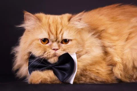 Cat with bow tie Stock Photos