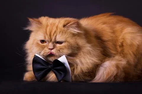 Cat with bow tie Foto stock