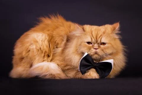 Cat with bow tie Stock Photos