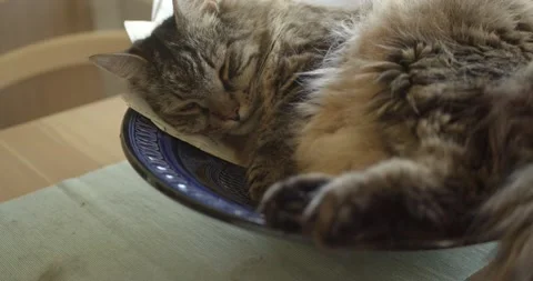 Cat in bowl 2 Stock Footage 133331061