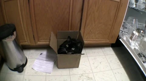 CAT IN THE BOX Stock Footage 8762149