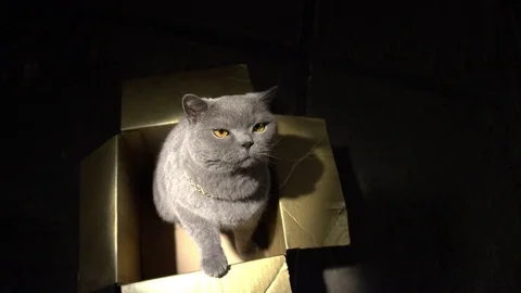 Cat In A Box Video stock 81496198