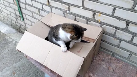 Cat in a box Stock Footage 104327945