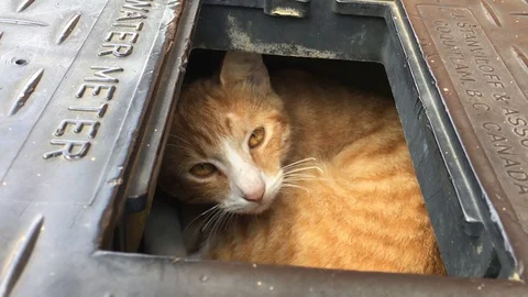 Cat in a box Stock Footage 128598069