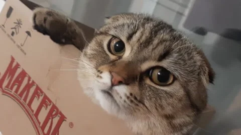 The cat in the box 動画素材 171434728